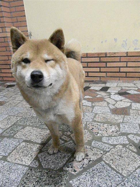 參加圖片