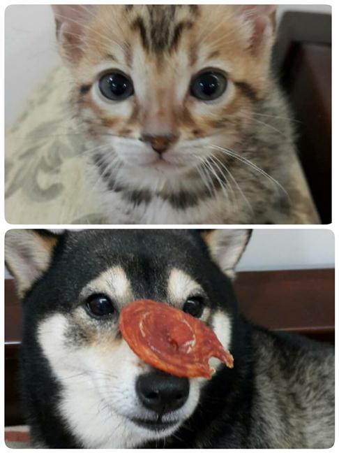 參加圖片