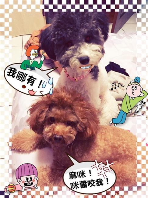 參加圖片