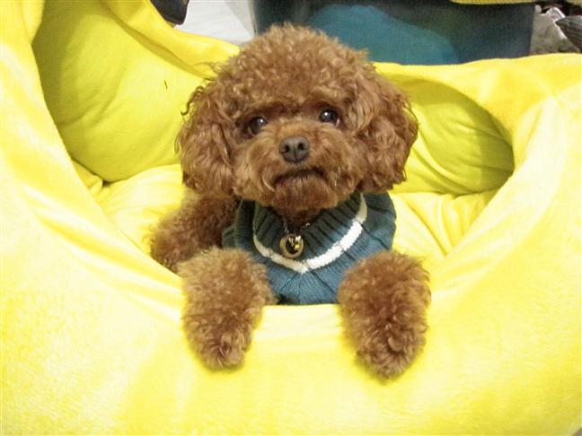 參加圖片