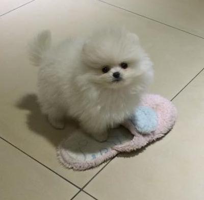 參加圖片
