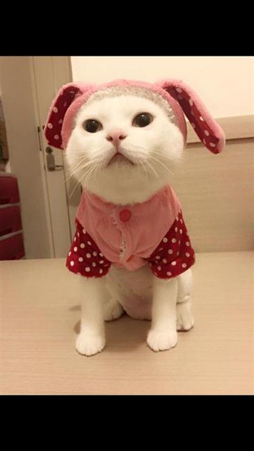 參加圖片