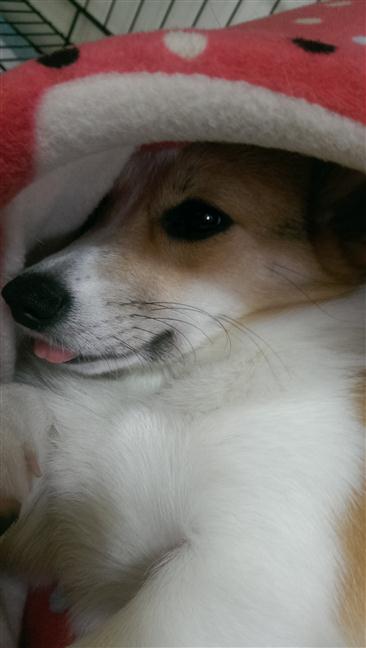 參加圖片