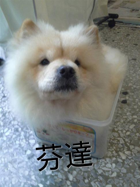 參加圖片