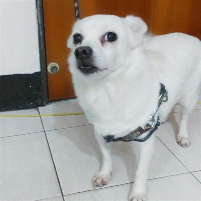 參加圖片