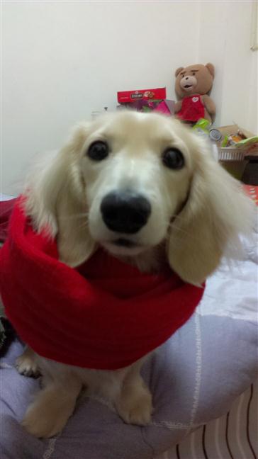 參加圖片