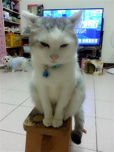 參加圖片