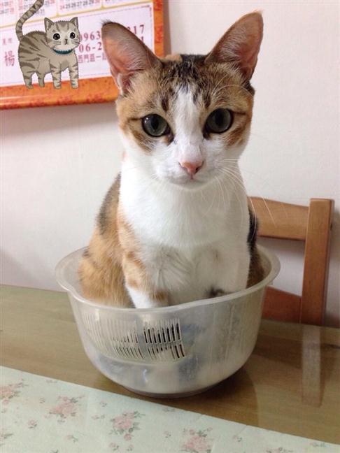 參加圖片