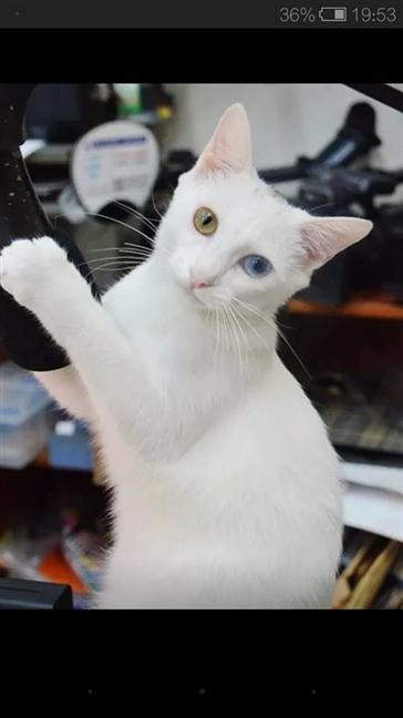 參加圖片